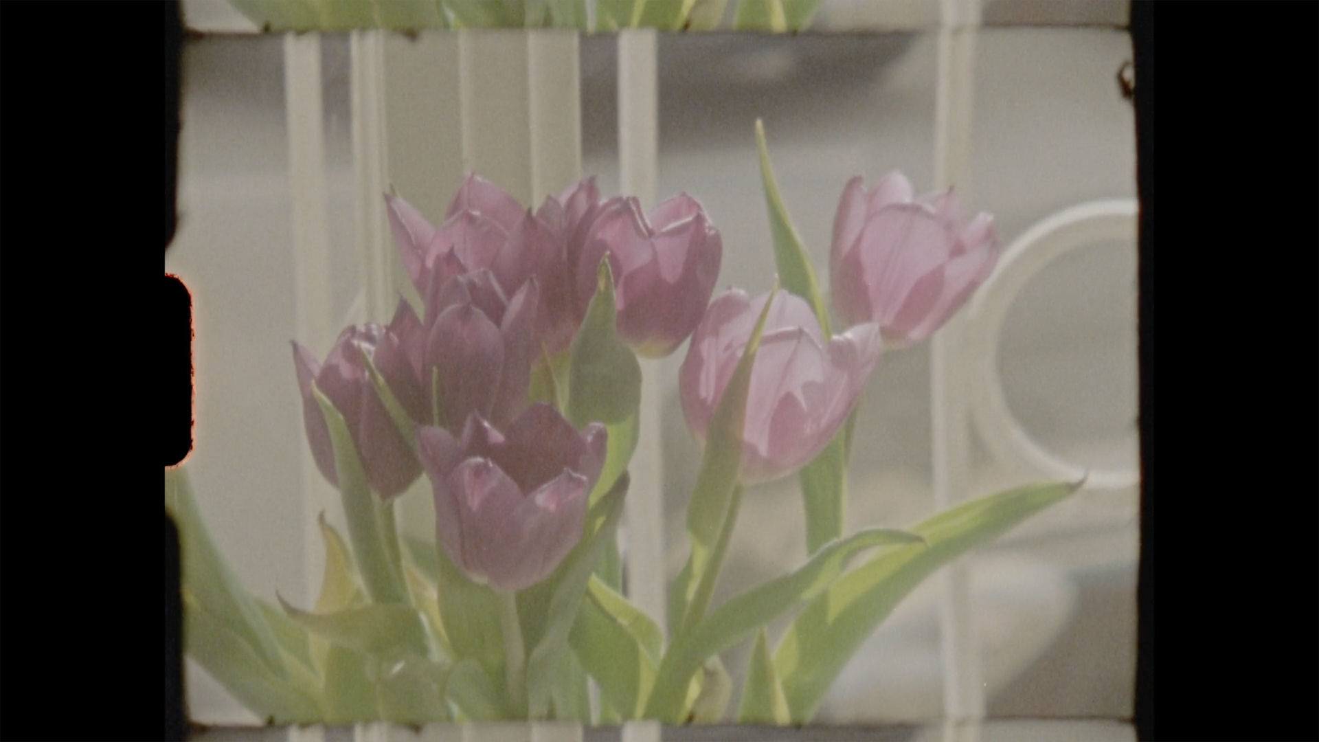 Sebastian Bobik: a reel of flowers, super 8