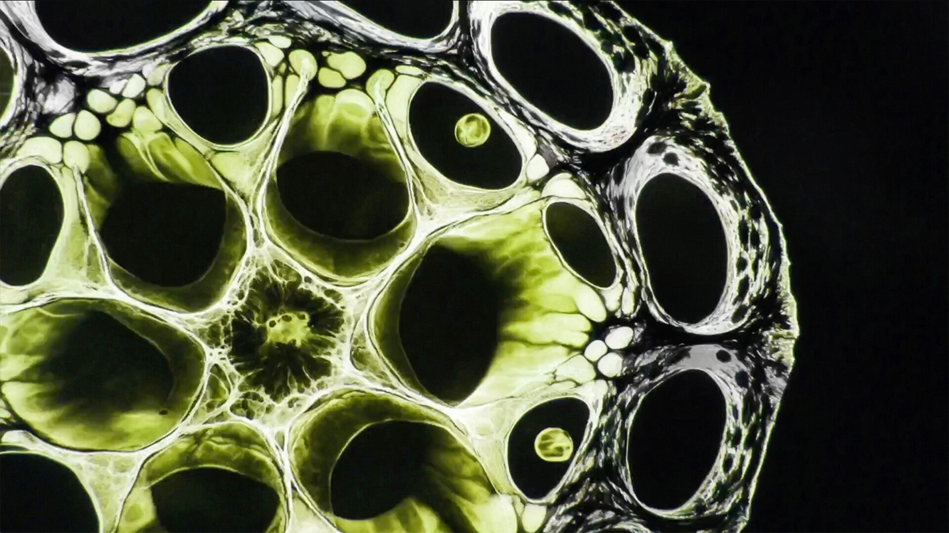 Junqing Li, Ziqi Wang, Lan Ou, Sin Wun Sit: Textura Vitae